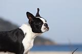 BOSTON TERRIER 358